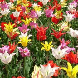 Tulip Lily-flowered Mixed